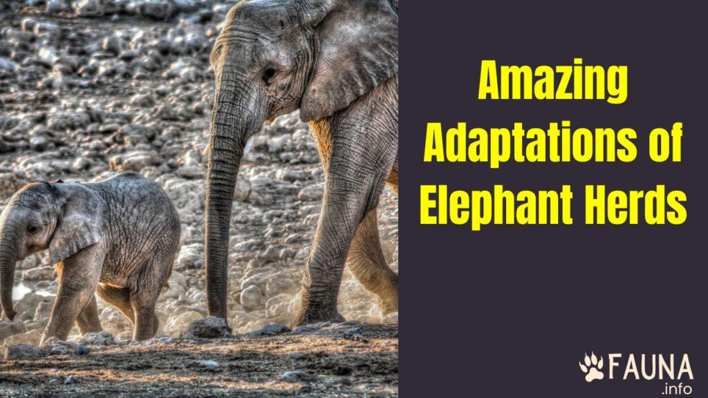 Amazing Adaptations of Elephant Herds