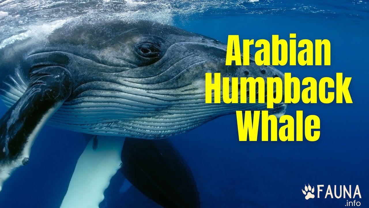 Arabian Humpback Whale